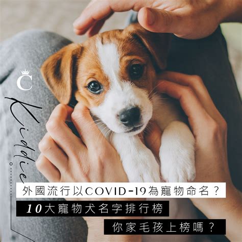 寵物名|寵物名 ︳外國流行為寵物取特殊名字！10大寵物犬名。